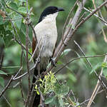 Coucal de Burchell