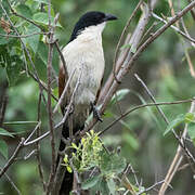 Burchell's Coucal