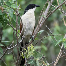 Coucal de Burchell