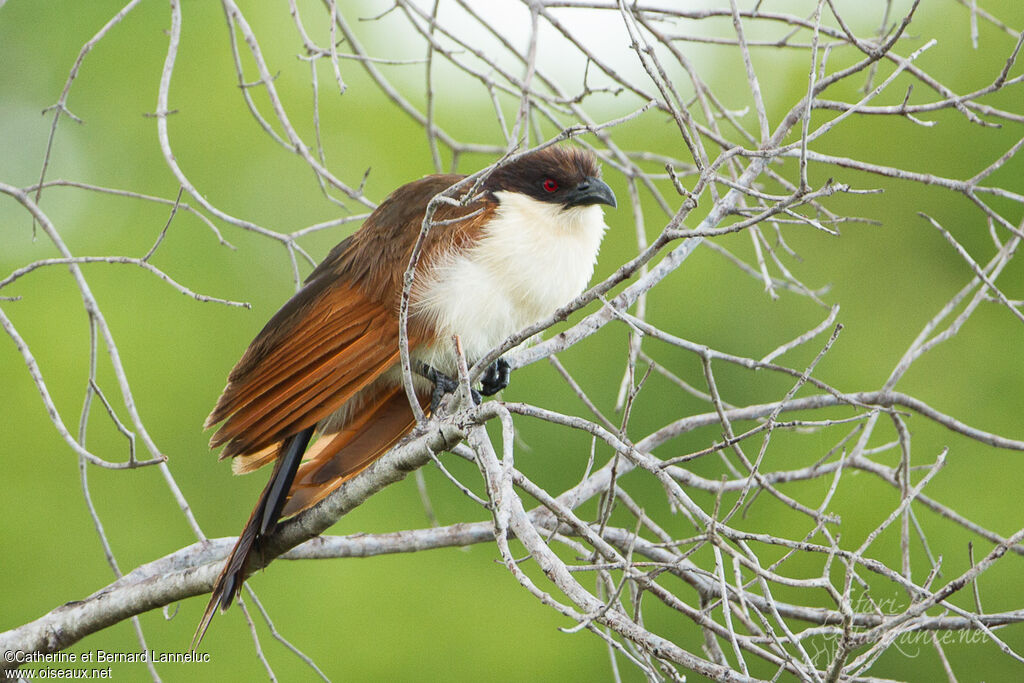 Coucal des papyrusadulte, identification