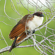 Coppery-tailed Coucal