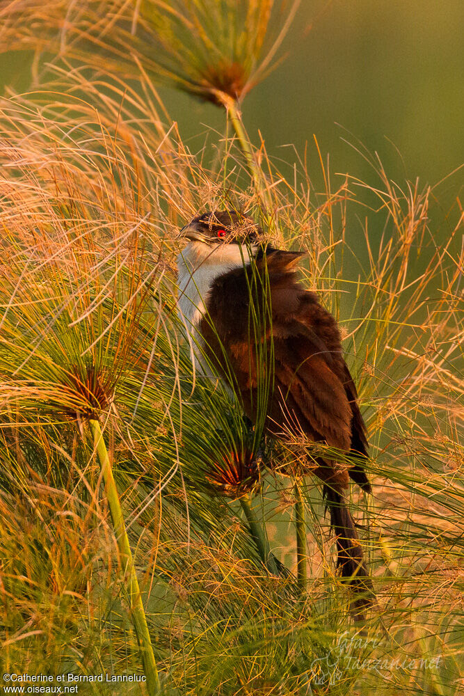 Coucal des papyrusadulte, habitat, Comportement