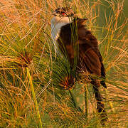 Coppery-tailed Coucal