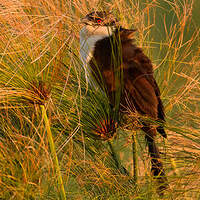 Coucal des papyrus