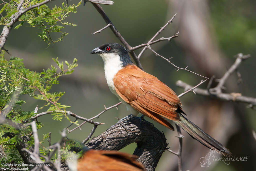 Coucal des papyrusadulte, identification