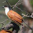 Coucal des papyrus