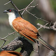 Coppery-tailed Coucal