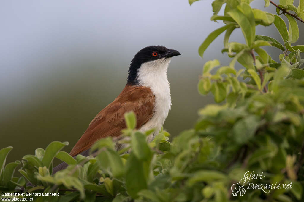 Senegal Coucaladult, close-up portrait