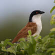 Coucal du Sénégal