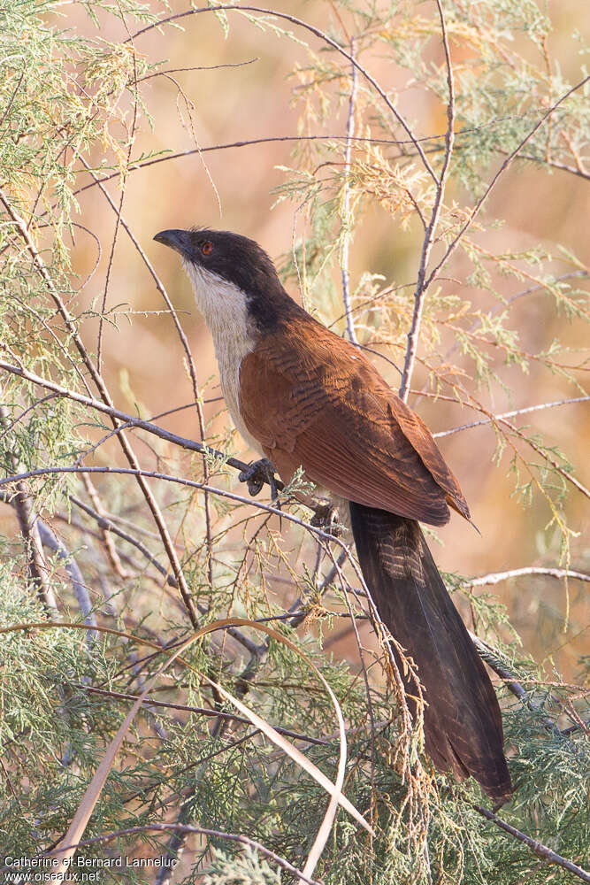 Coucal du Sénégalimmature, identification