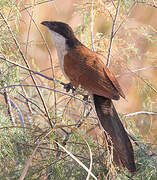 Senegal Coucal