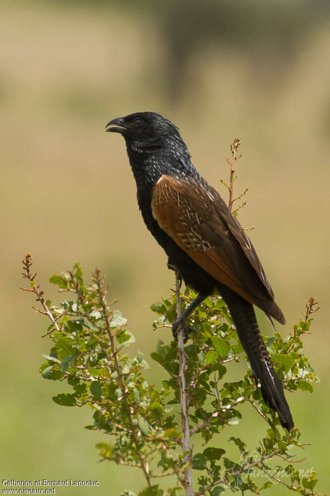 Coucal noiradulte nuptial, identification