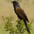 Coucal noir