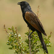 Coucal noir