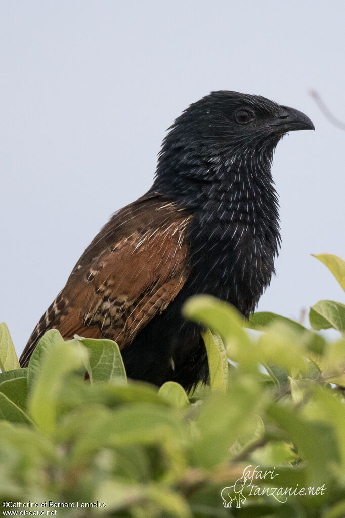 Coucal noiradulte