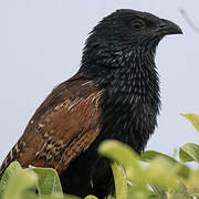 Coucal noir