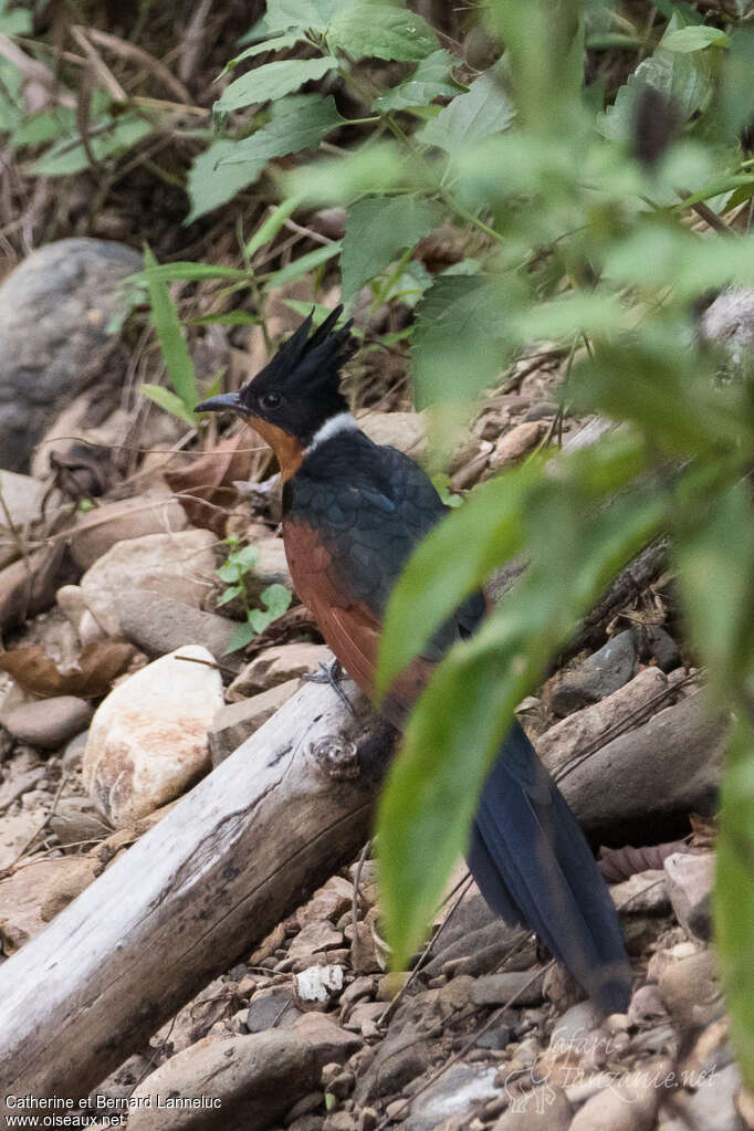 Chestnut-winged Cuckooadult, identification