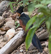 Chestnut-winged Cuckoo