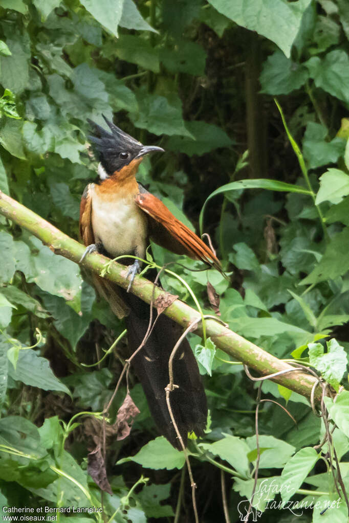 Chestnut-winged Cuckooadult