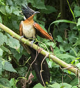 Chestnut-winged Cuckoo