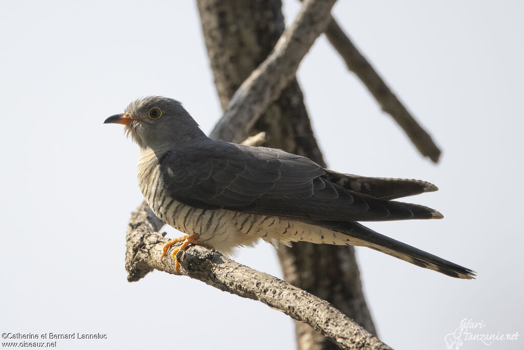 African Cuckooadult