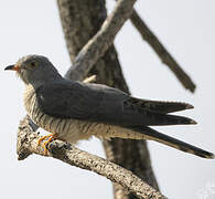 African Cuckoo