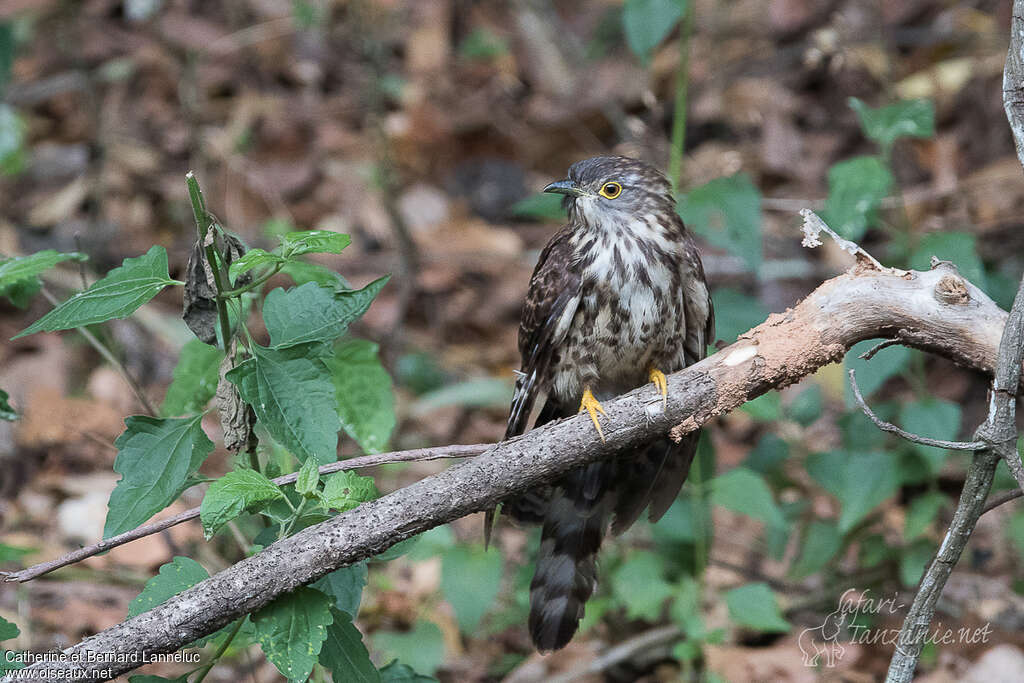 Coucou de Hodgsonimmature, identification