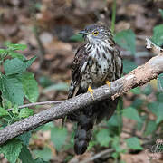 Hodgson's Hawk-Cuckoo