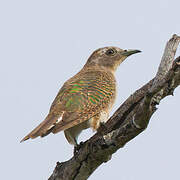 Klaas's Cuckoo