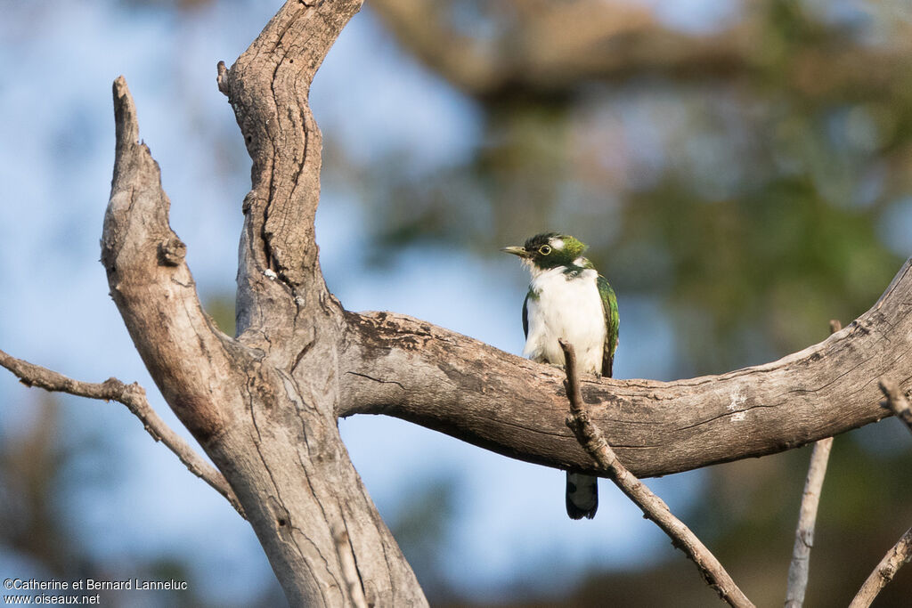 Klaas's Cuckoo male adult