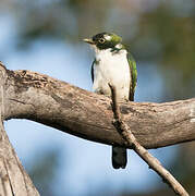 Klaas's Cuckoo