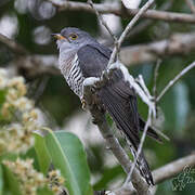 Himalayan Cuckoo