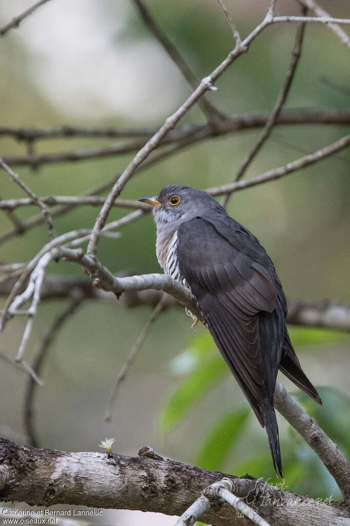 Coucou de l'Himalayaadulte, identification