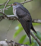 Himalayan Cuckoo