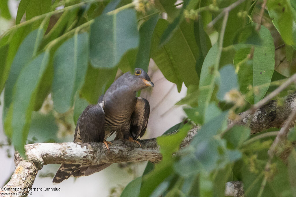 Himalayan Cuckooadult, identification