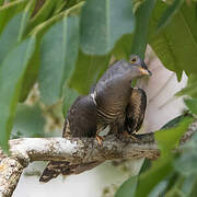 Himalayan Cuckoo