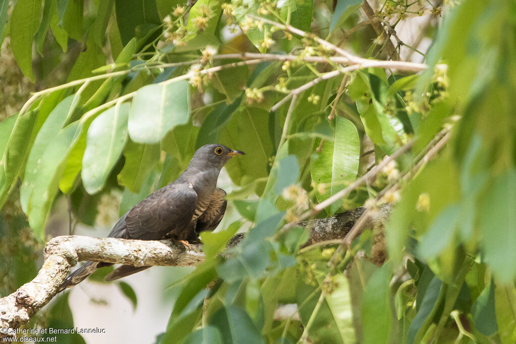 Himalayan Cuckooadult, identification