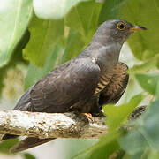 Himalayan Cuckoo