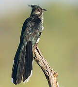 Levaillant's Cuckoo