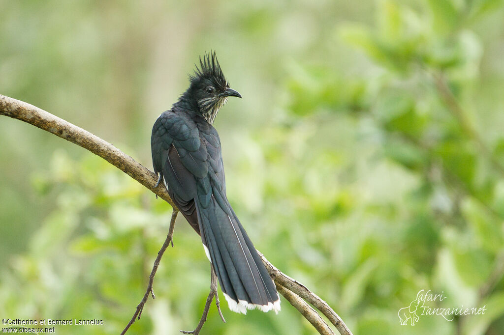 Levaillant's Cuckooadult, identification