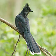 Levaillant's Cuckoo