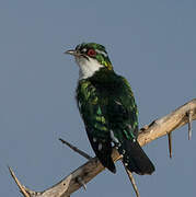 Diederik Cuckoo