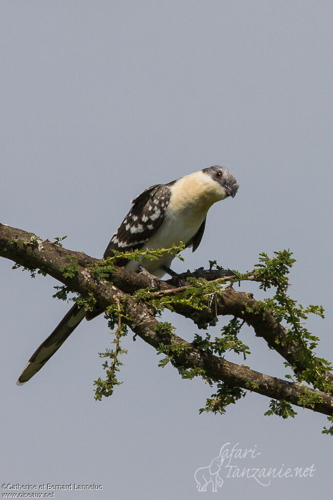 Great Spotted Cuckooadult, identification