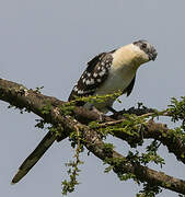 Great Spotted Cuckoo