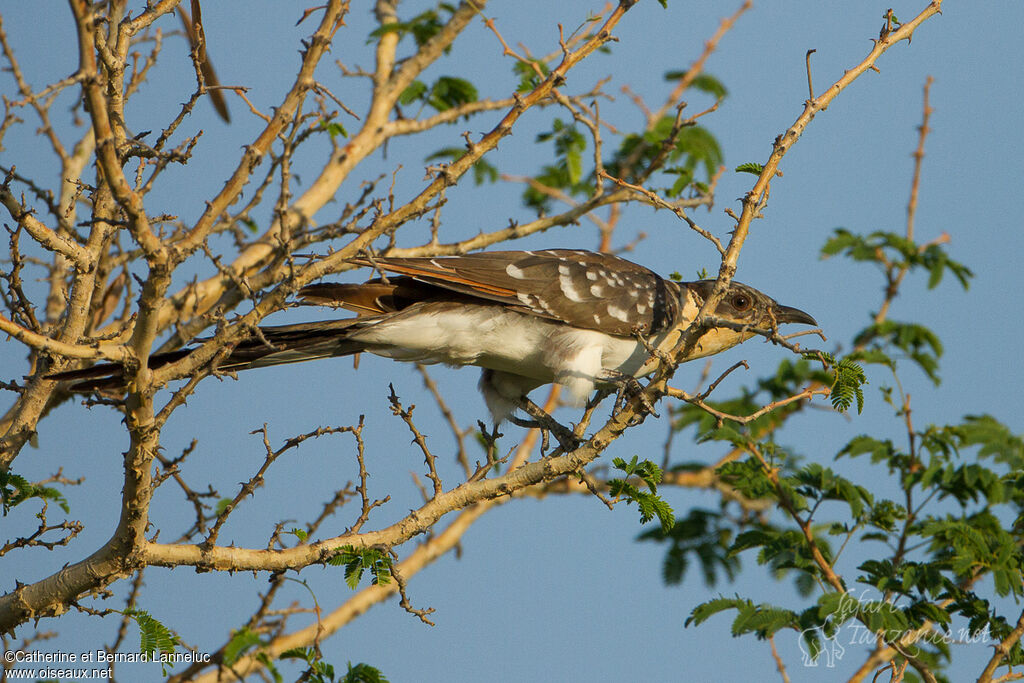 Great Spotted Cuckoosubadult