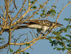 Great Spotted Cuckoo