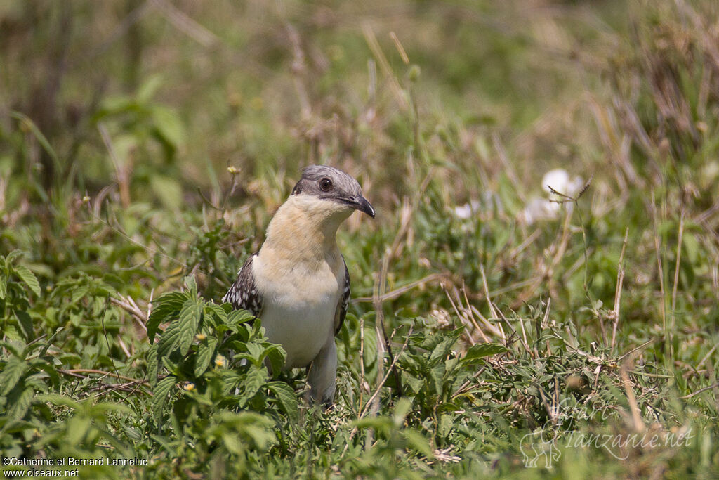 Great Spotted Cuckooadult