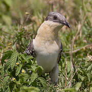 Great Spotted Cuckoo