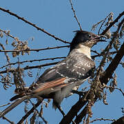 Great Spotted Cuckoo