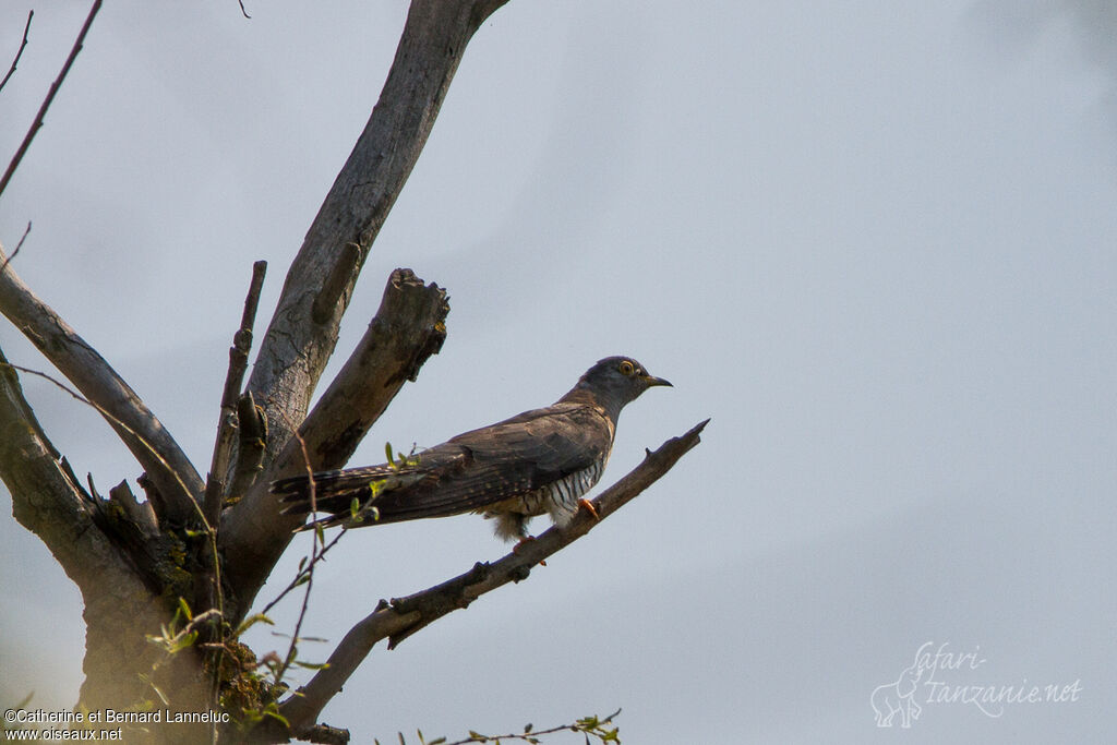 Common Cuckoo